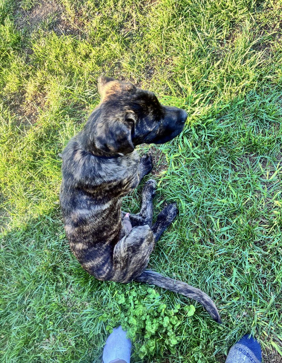 Enlarge Klaebo, a ADOPTABLE mixed breed in Davis, CA image 5/6