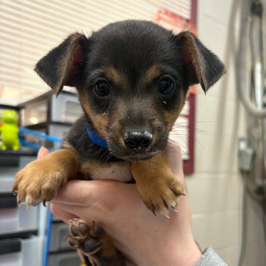 Enlarge Baker, a Adoptable mixed breed in Brooklyn, NY image 2/5