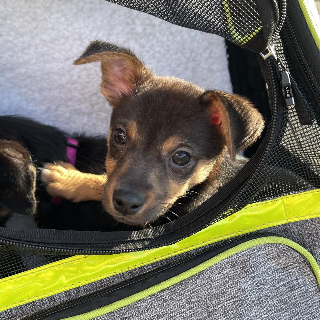 Enlarge Baker, a Adoptable mixed breed in Brooklyn, NY image 3/5