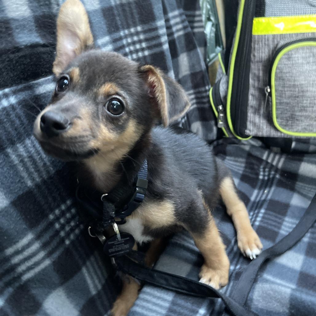 Enlarge Baker, a Adoptable mixed breed in Brooklyn, NY image 4/5