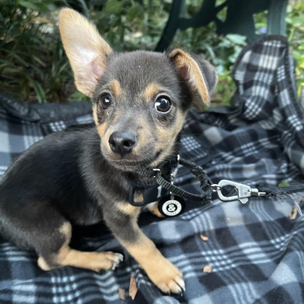 Enlarge Baker, a Adoptable mixed breed in Brooklyn, NY image 1/5