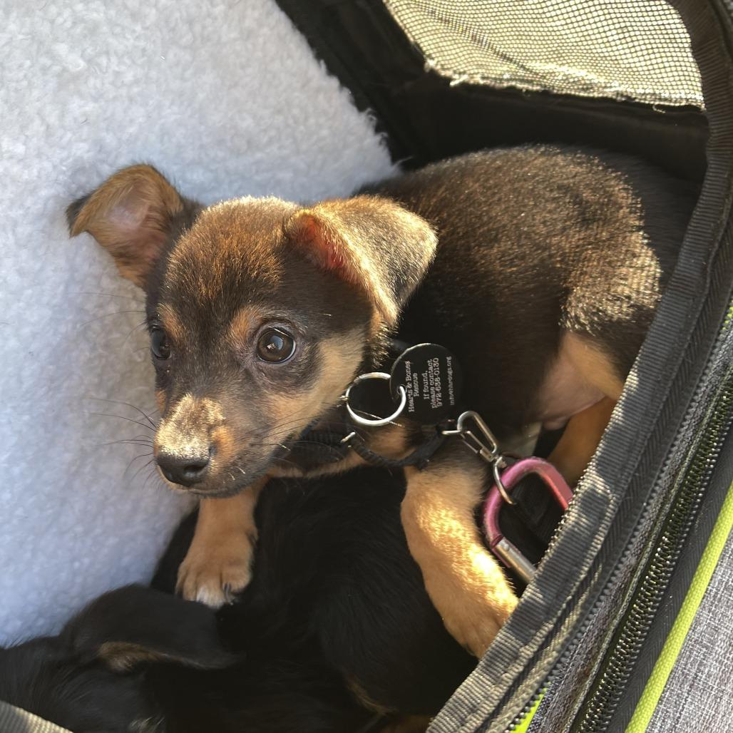 Enlarge Baker, a Adoptable mixed breed in Brooklyn, NY image 5/5