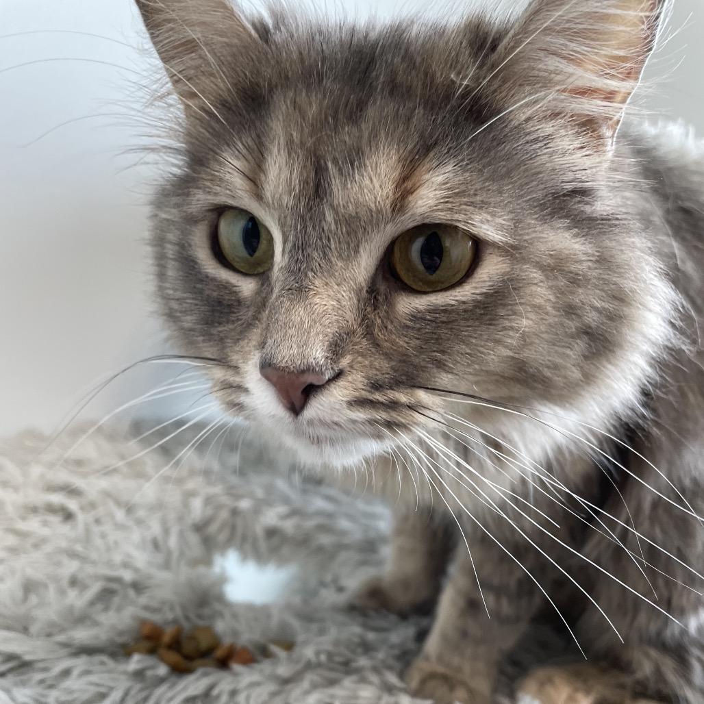 Mama Bean, Adoptable, Young Female Domestic Long Hair.