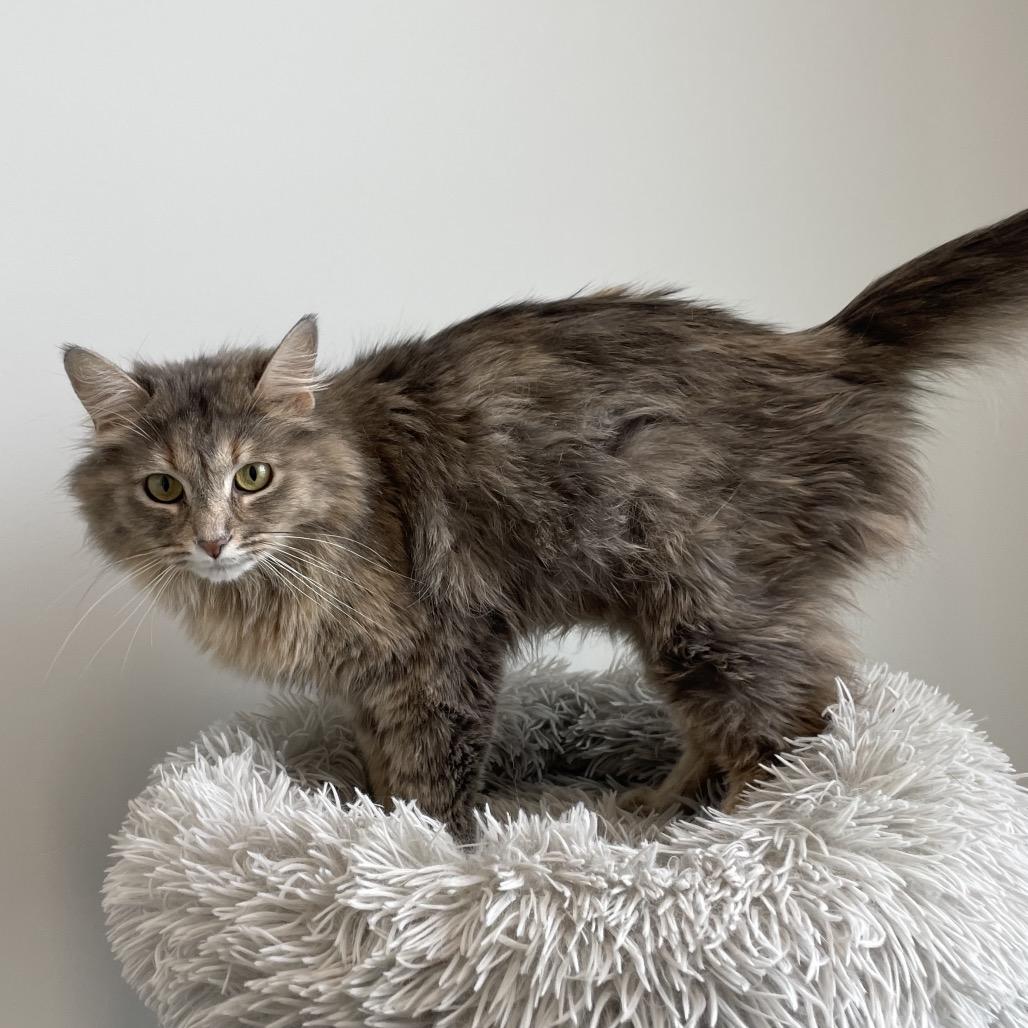 Enlarge Mama Bean, a Adoptable Domestic Long Hair in North Battleford, SK image 2/6
