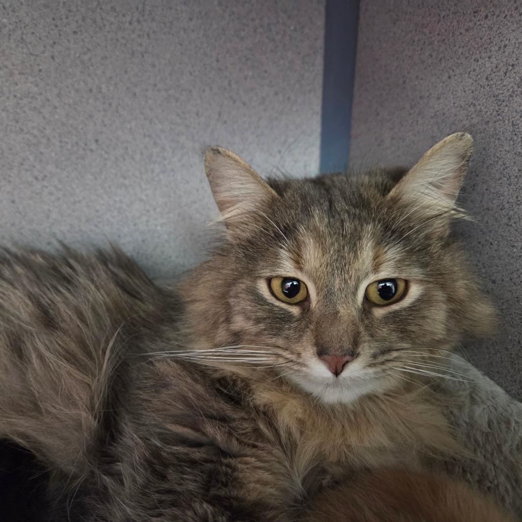 Enlarge Mama Bean, a Adoptable Domestic Long Hair in North Battleford, SK image 3/6