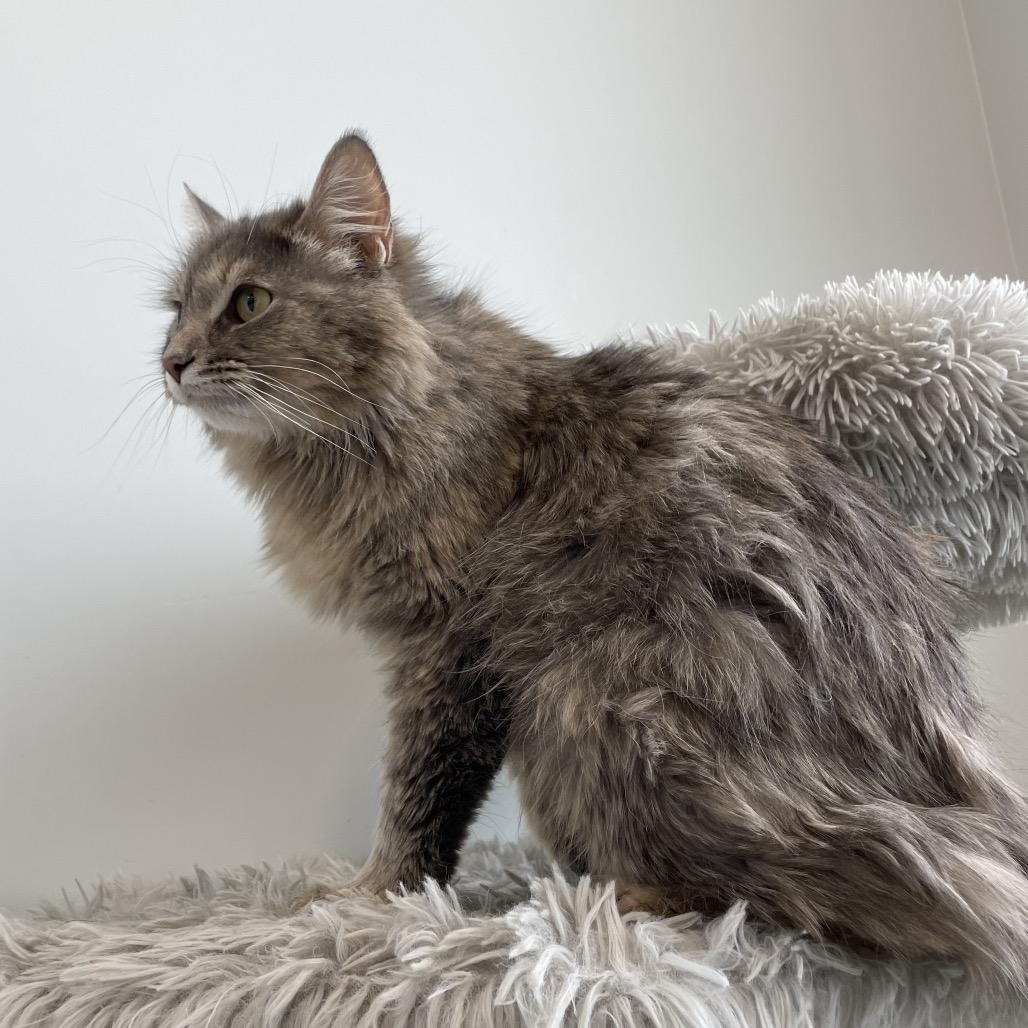 Enlarge Mama Bean, a Adoptable Domestic Long Hair in North Battleford, SK image 4/6