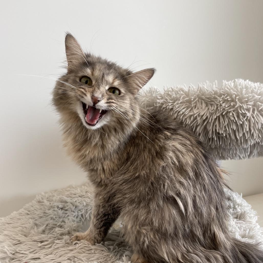 Enlarge Mama Bean, a Adoptable Domestic Long Hair in North Battleford, SK image 5/6