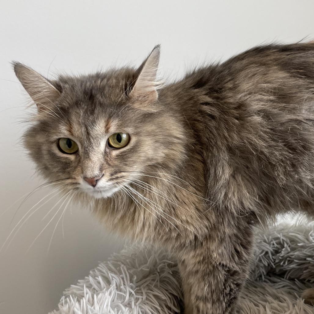 Enlarge Mama Bean, a Adoptable Domestic Long Hair in North Battleford, SK image 6/6