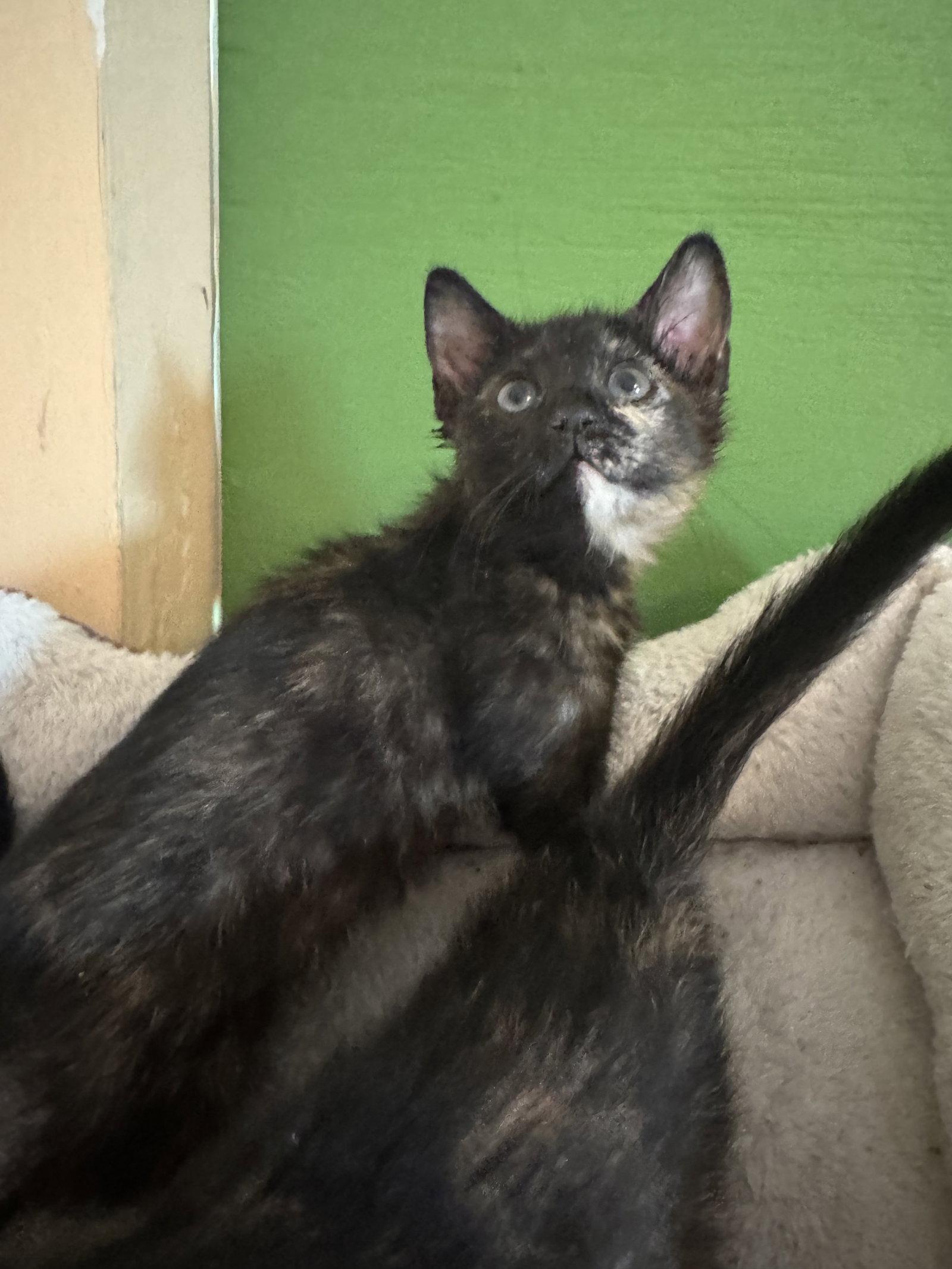 Zoe & Meadow, Adoptable, Kitten Female Domestic Short Hair.