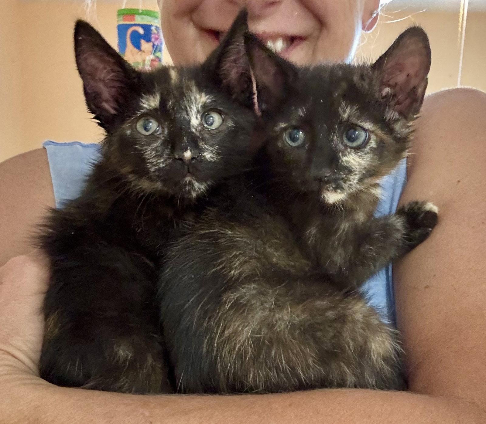 Enlarge Zoe & Meadow, a Adoptable Domestic Short Hair in Williamsburg, NM image 2/3