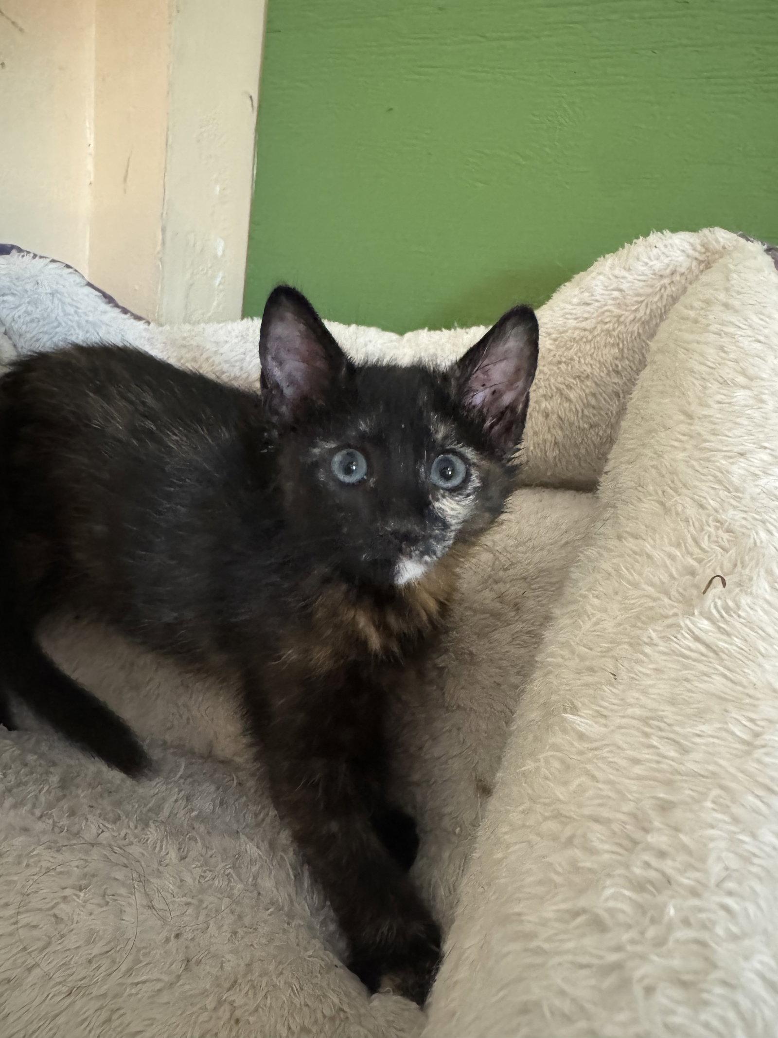 Enlarge Zoe & Meadow, a Adoptable Domestic Short Hair in Williamsburg, NM image 3/3