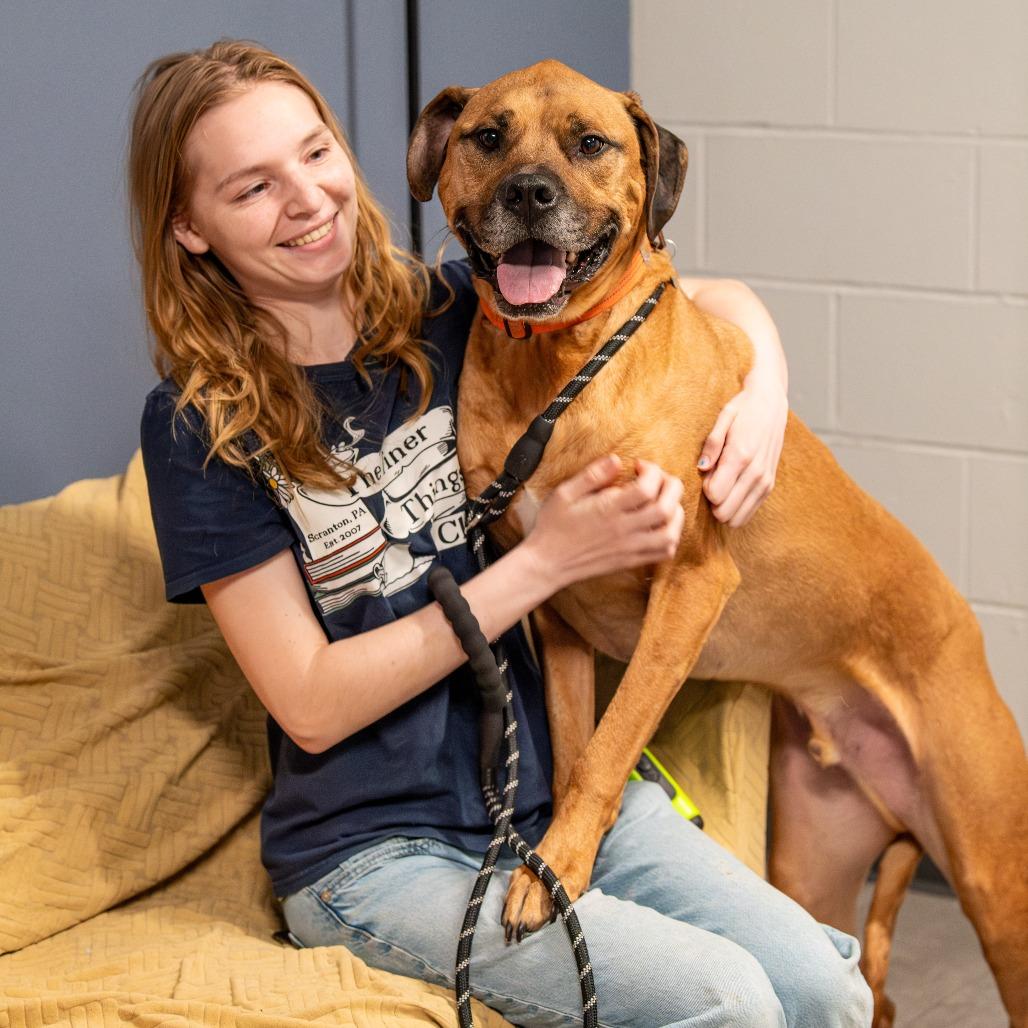 Apollo *Avail by Appt*, Adoptable, Adult Male Boxer & Rhodesian Ridgeback.