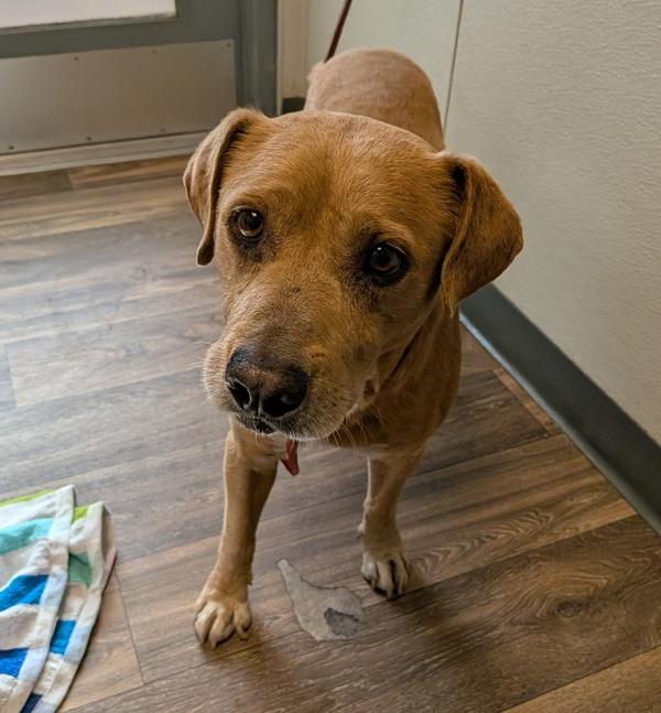 Enlarge Vin Diesel, a Adoptable mixed breed in San Diego, CA image 1/1