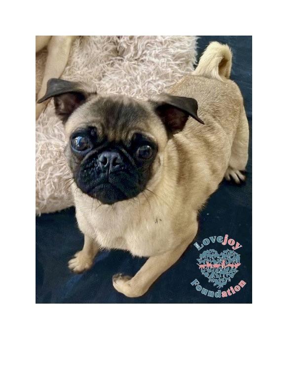 Beautiful COH a 1 and a half year old female Pug who was surrendered by her owner along with her