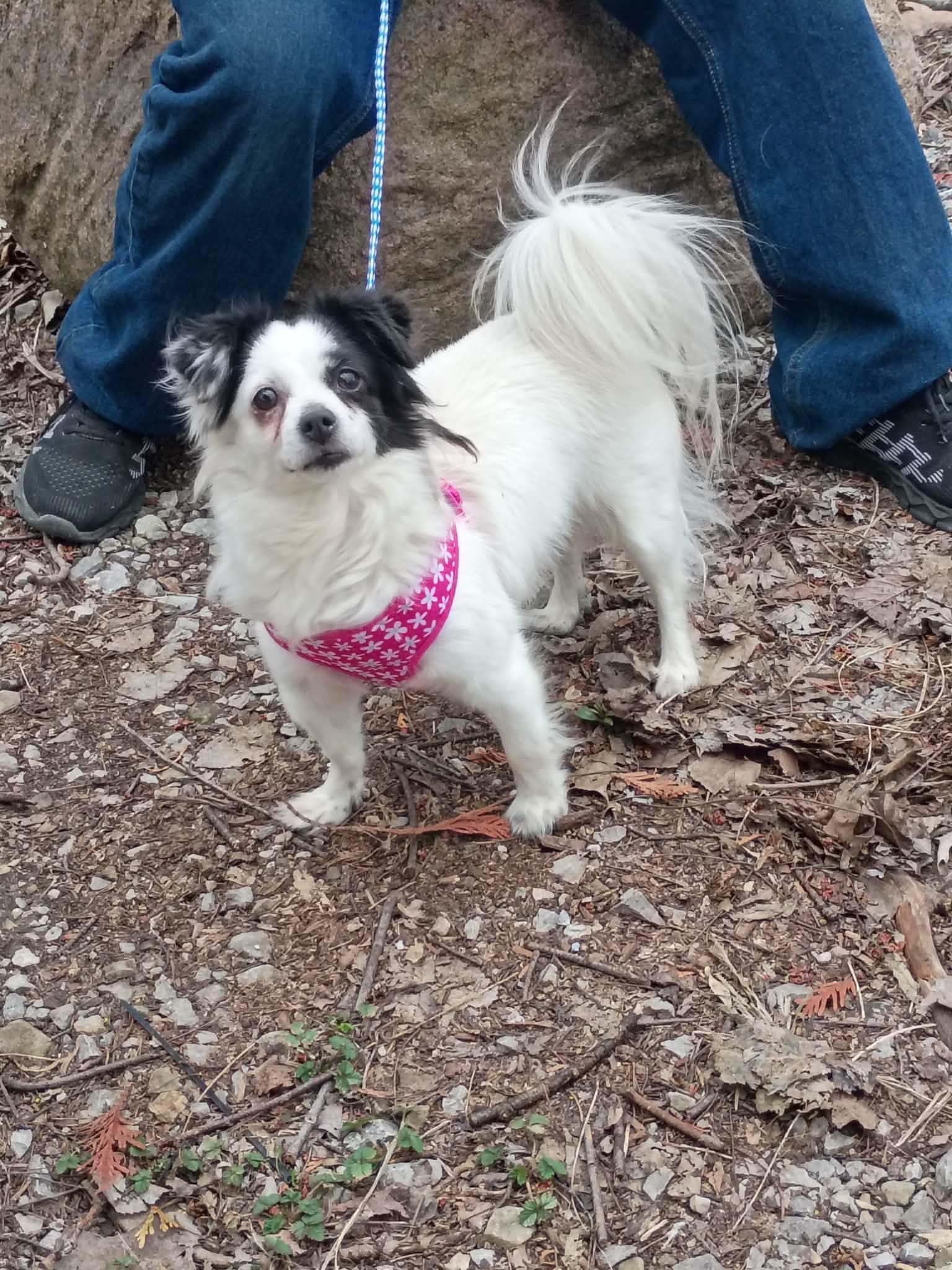 Enlarge Muffin, a Adoptable mixed breed in Indianapolis, IN image 1/6