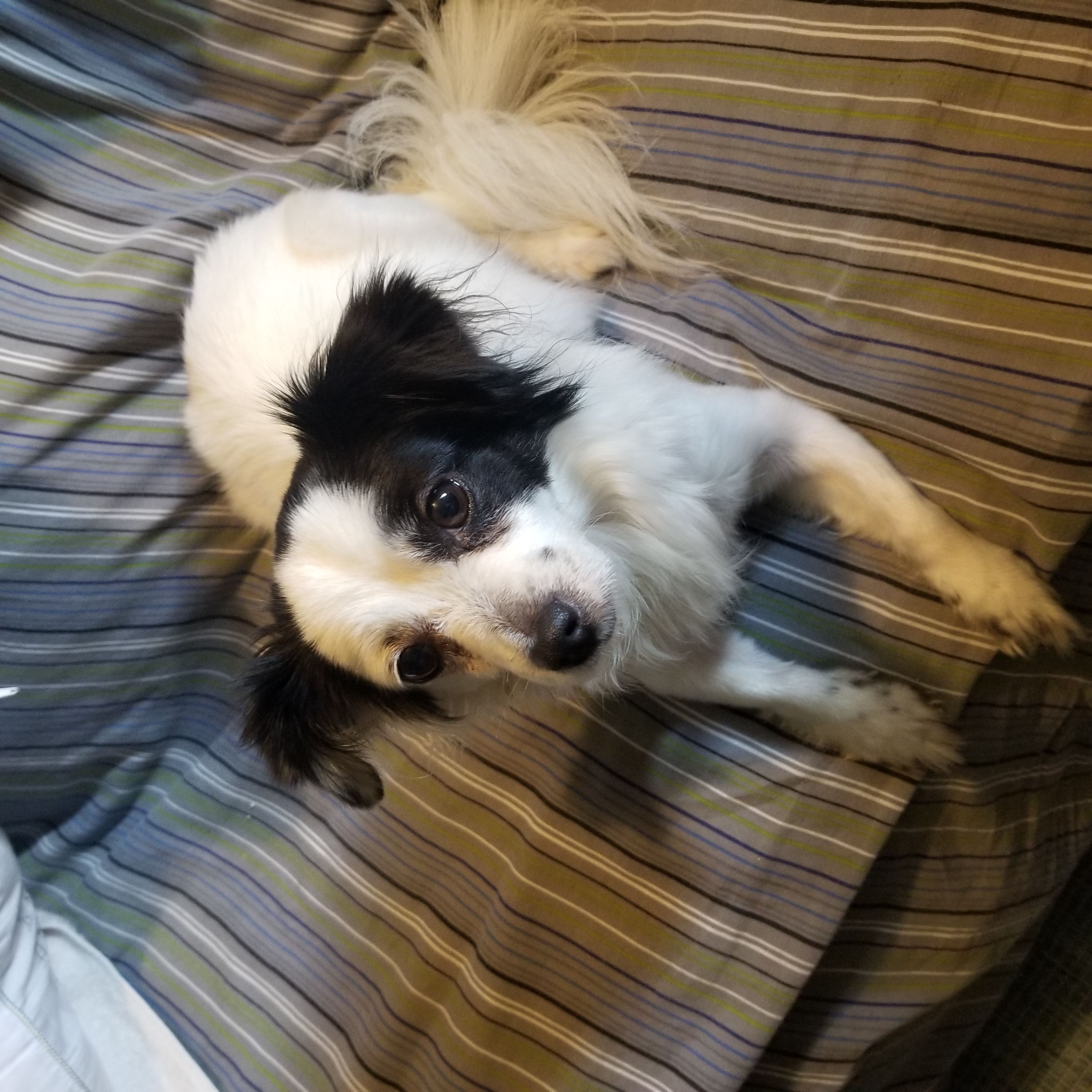 Enlarge Muffin, a Adoptable mixed breed in Indianapolis, IN image 2/6