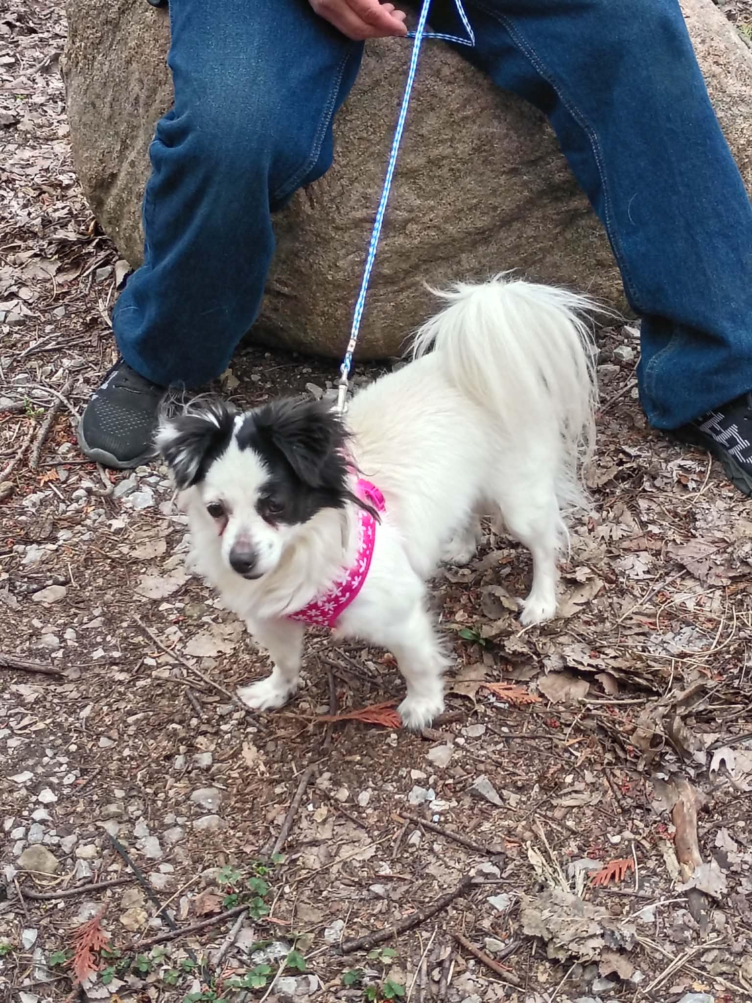 Enlarge Muffin, a Adoptable mixed breed in Indianapolis, IN image 6/6