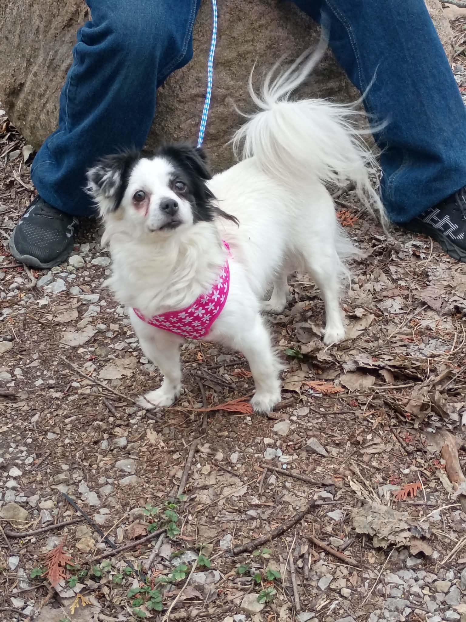 Enlarge Muffin, a Adoptable mixed breed in Indianapolis, IN image 5/6