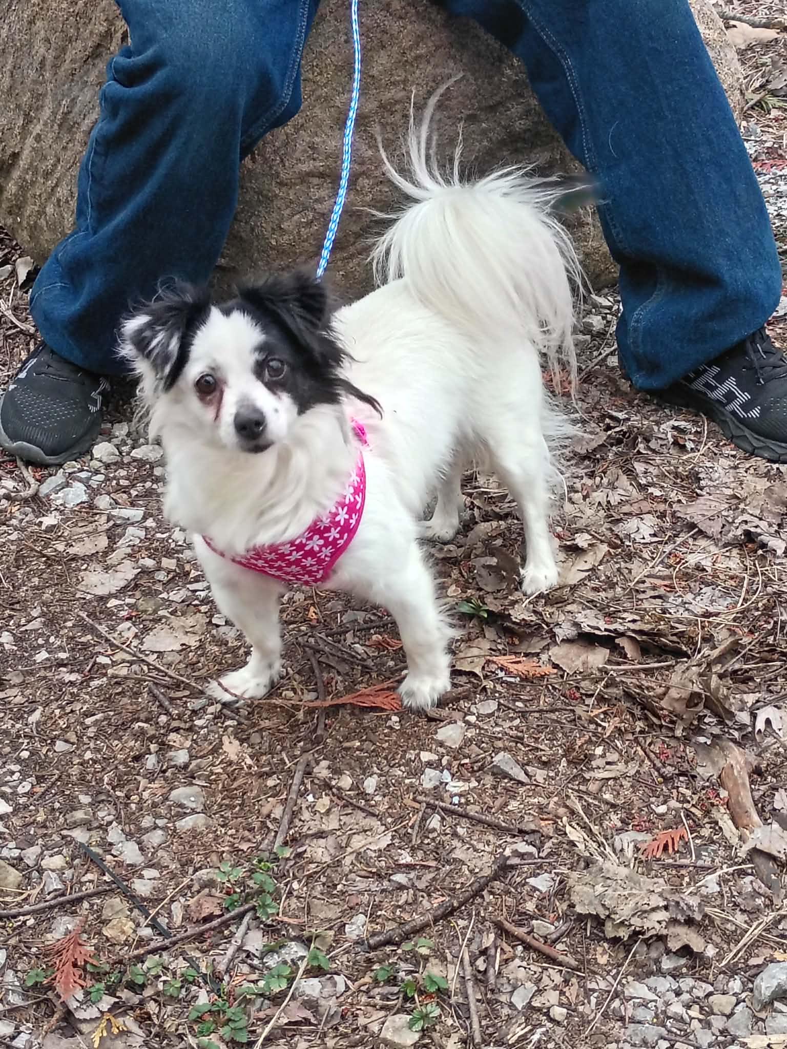 Enlarge Muffin, a Adoptable mixed breed in Indianapolis, IN image 4/6