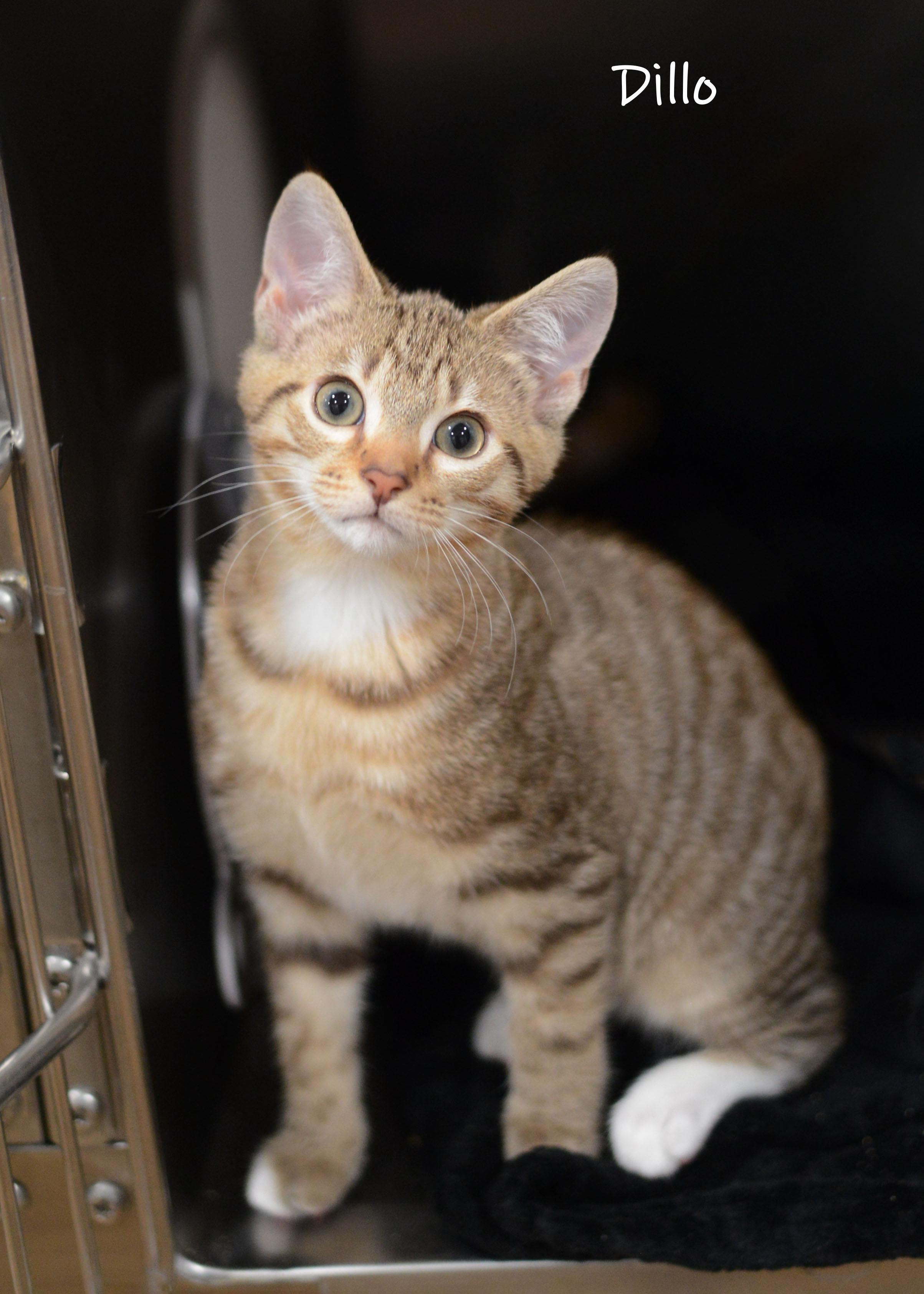 Dillo, Adoptable, Kitten Male Domestic Short Hair.