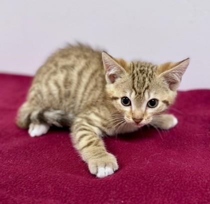 Dillo, Adoptable, Kitten Male Domestic Short Hair.