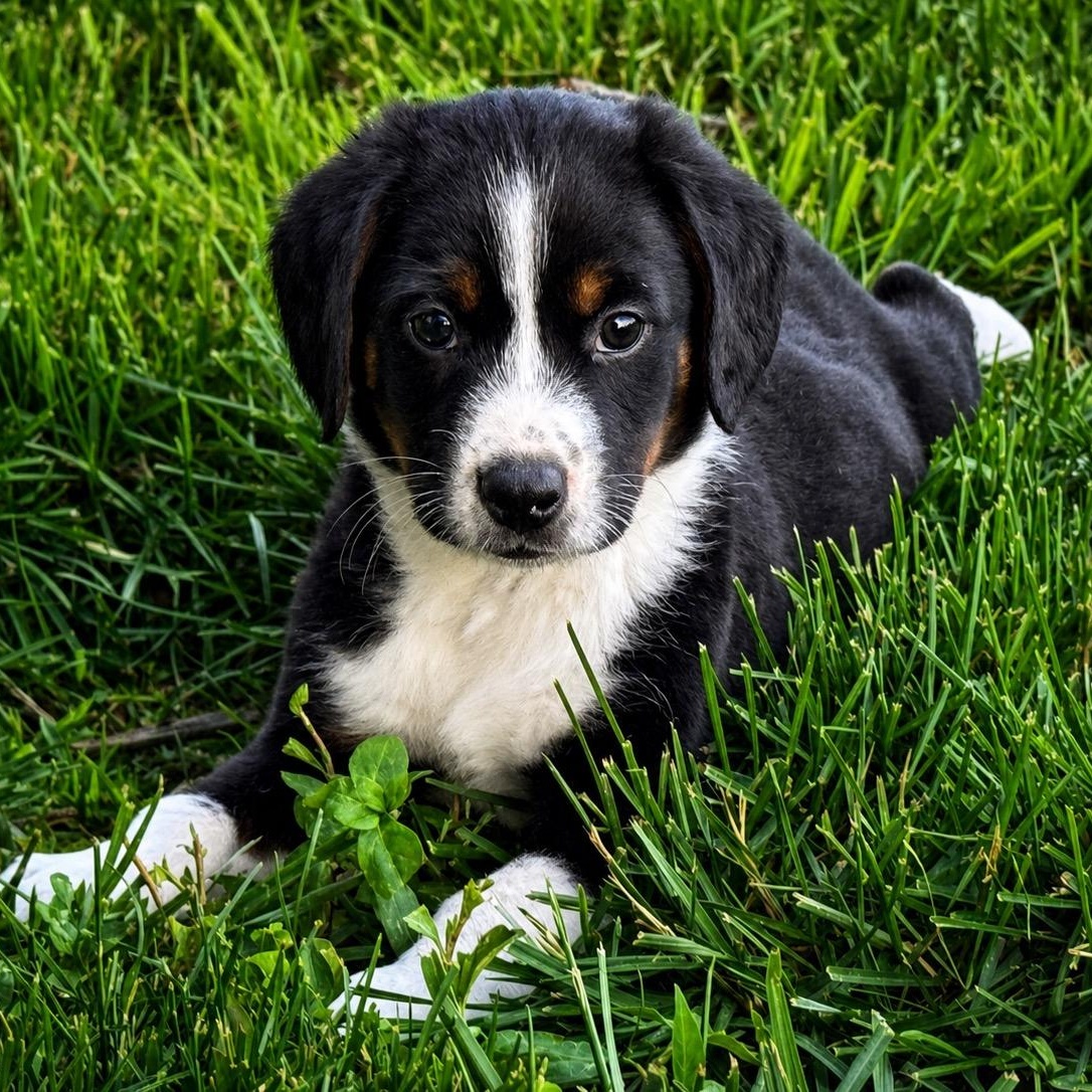 Enlarge Chandler, an adopted Beagle in Yadkinville, NC image 3/5