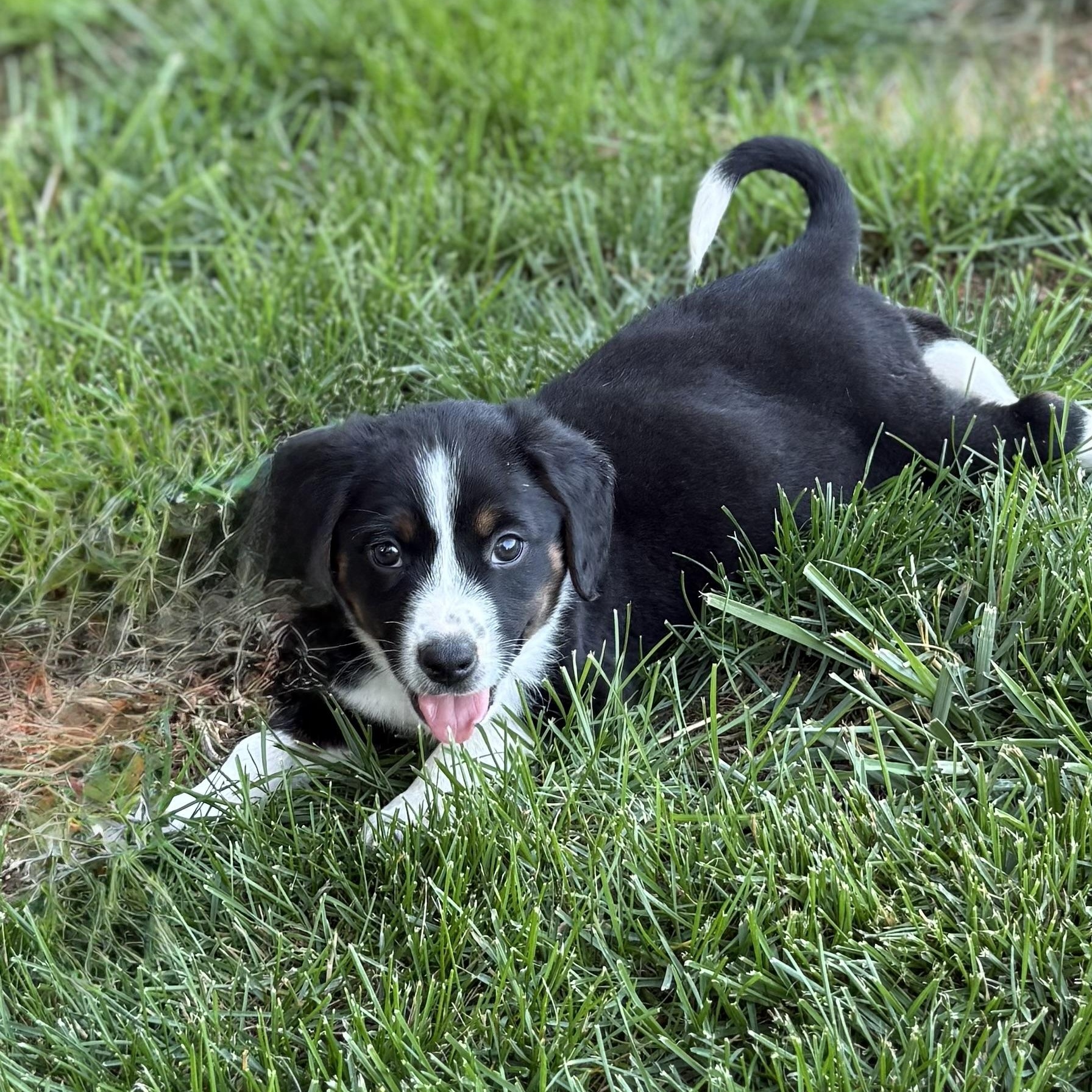 Chandler, adopted, Puppy Male Beagle.