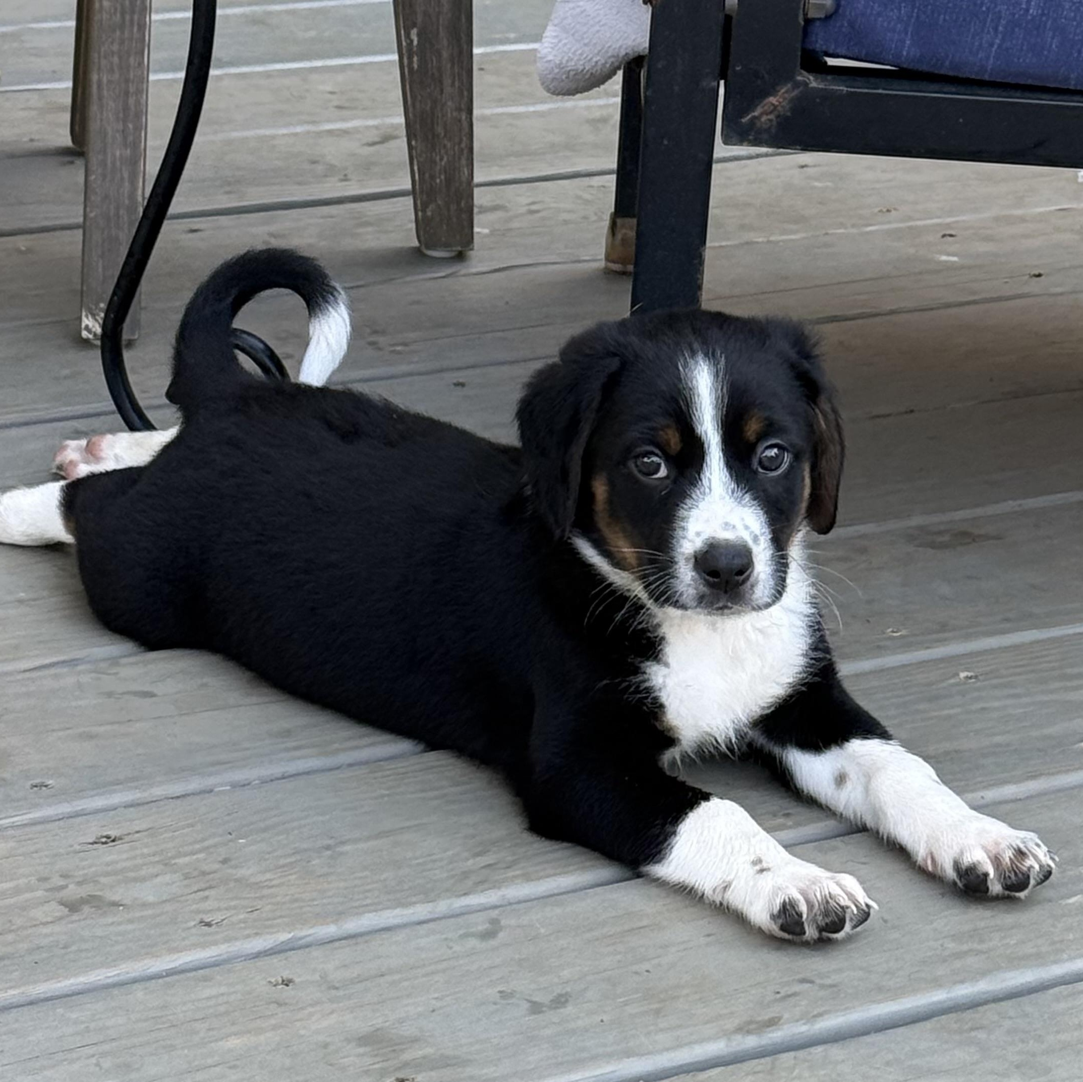 Enlarge Chandler, an adopted Beagle in Yadkinville, NC image 5/5