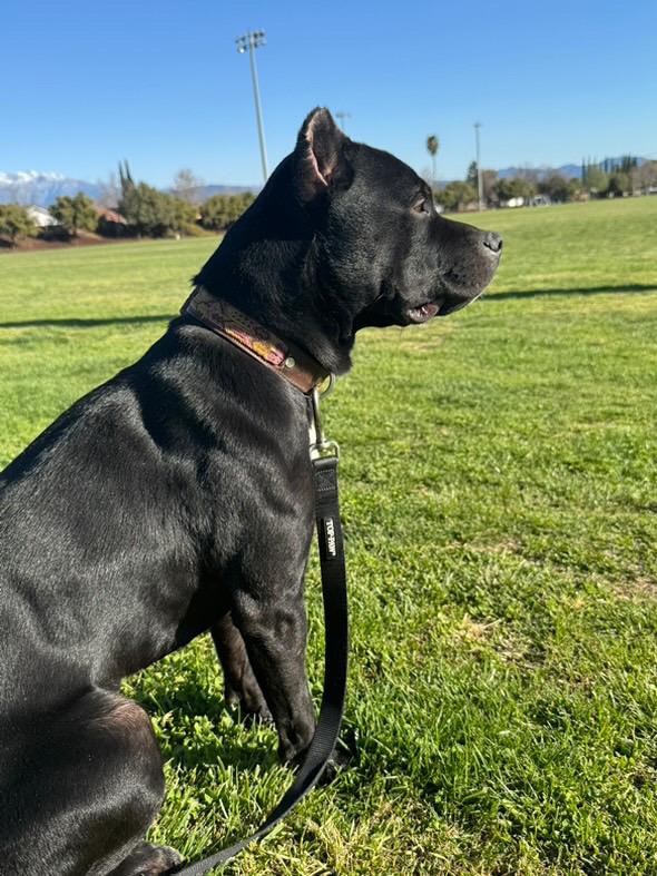 Zeus, Young Male American Staffordshire Terrier
