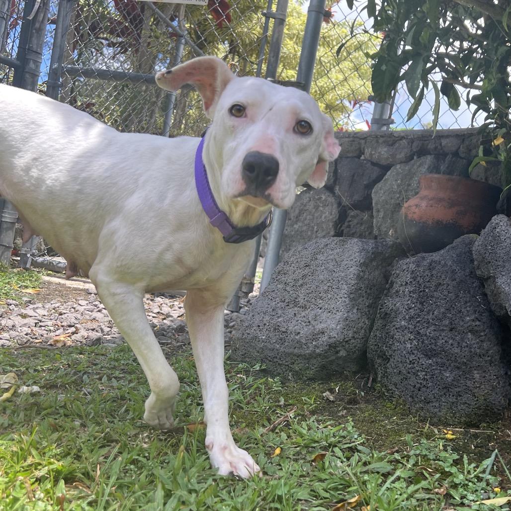 Enlarge Keo, a Adoptable Mixed Breed in Keaau, HI image 1/5
