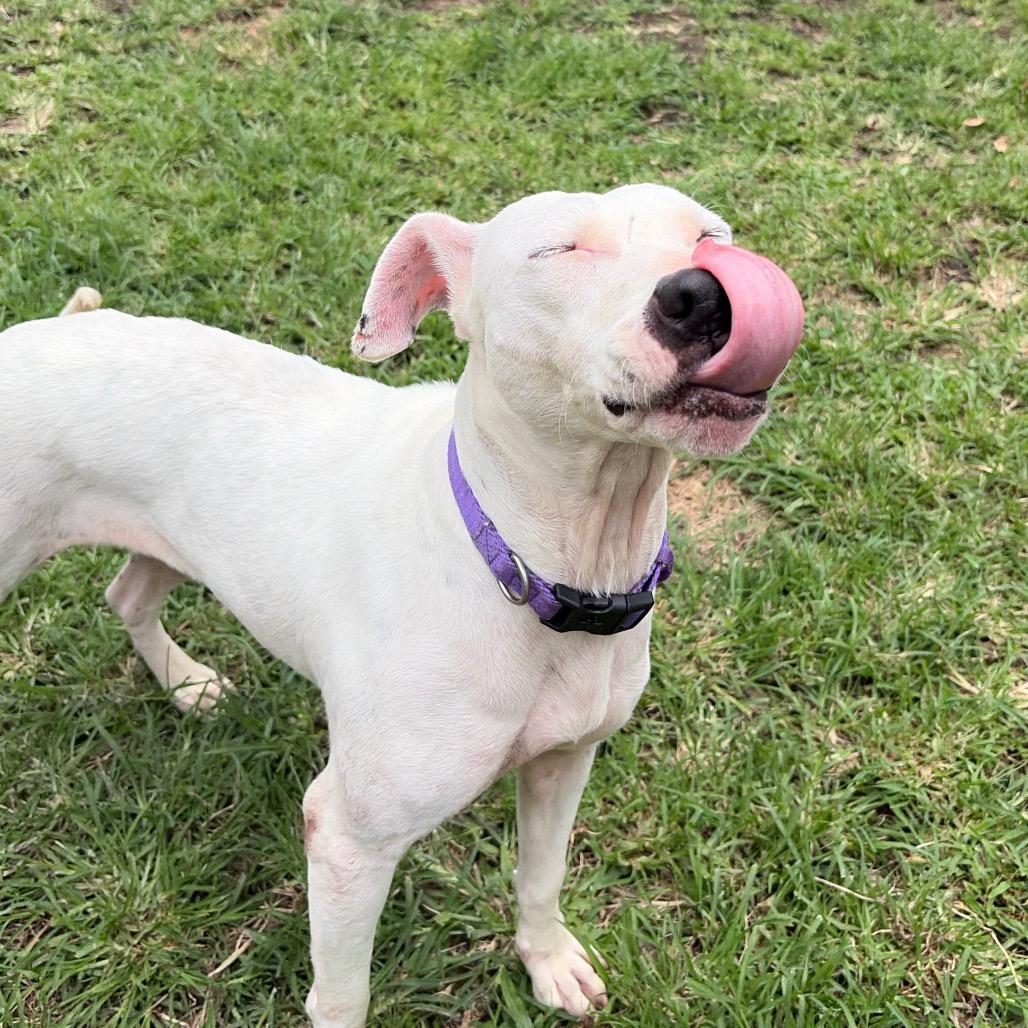 Enlarge Keo, a Adoptable Mixed Breed in Keaau, HI image 2/5