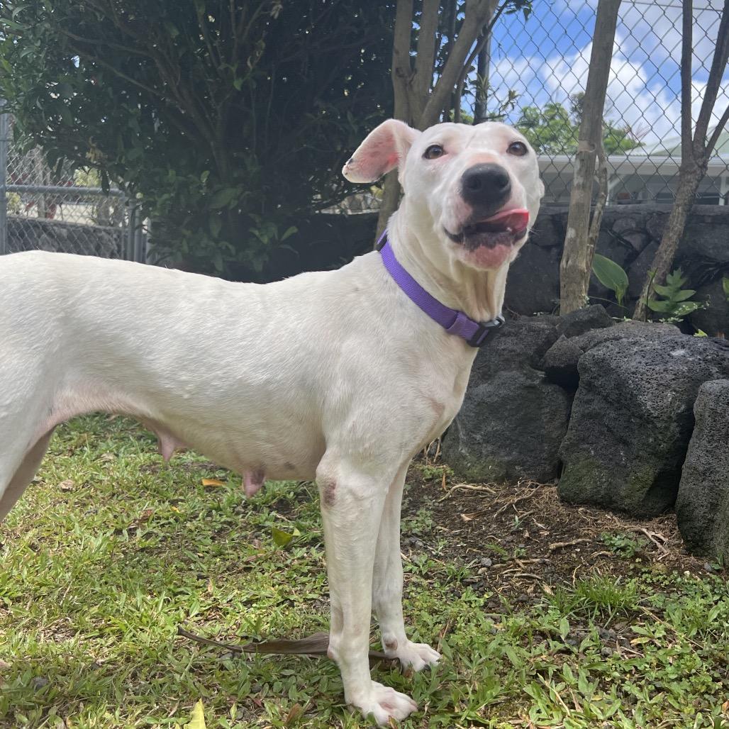Enlarge Keo, a Adoptable Mixed Breed in Keaau, HI image 3/5