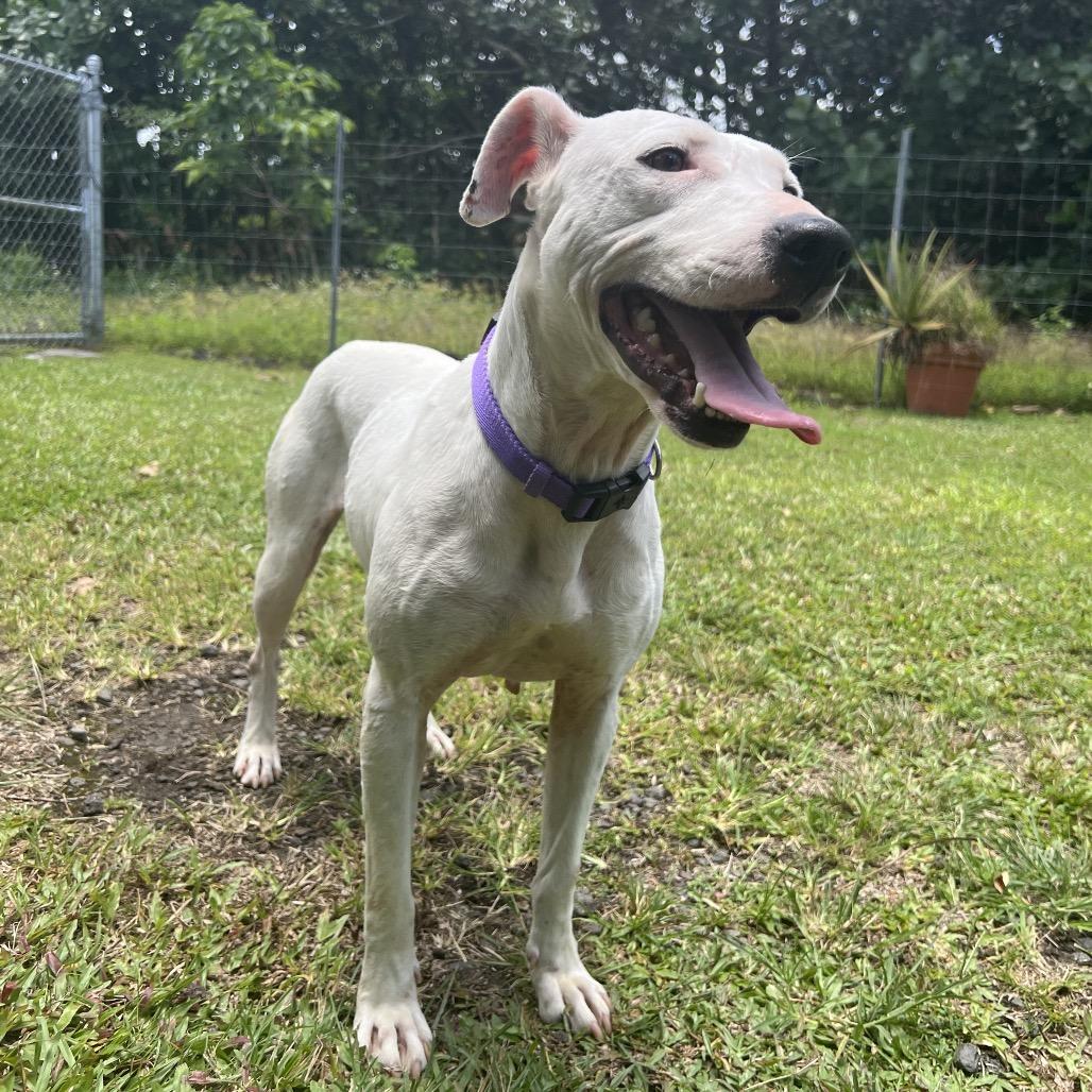 Enlarge Keo, a Adoptable Mixed Breed in Keaau, HI image 4/5