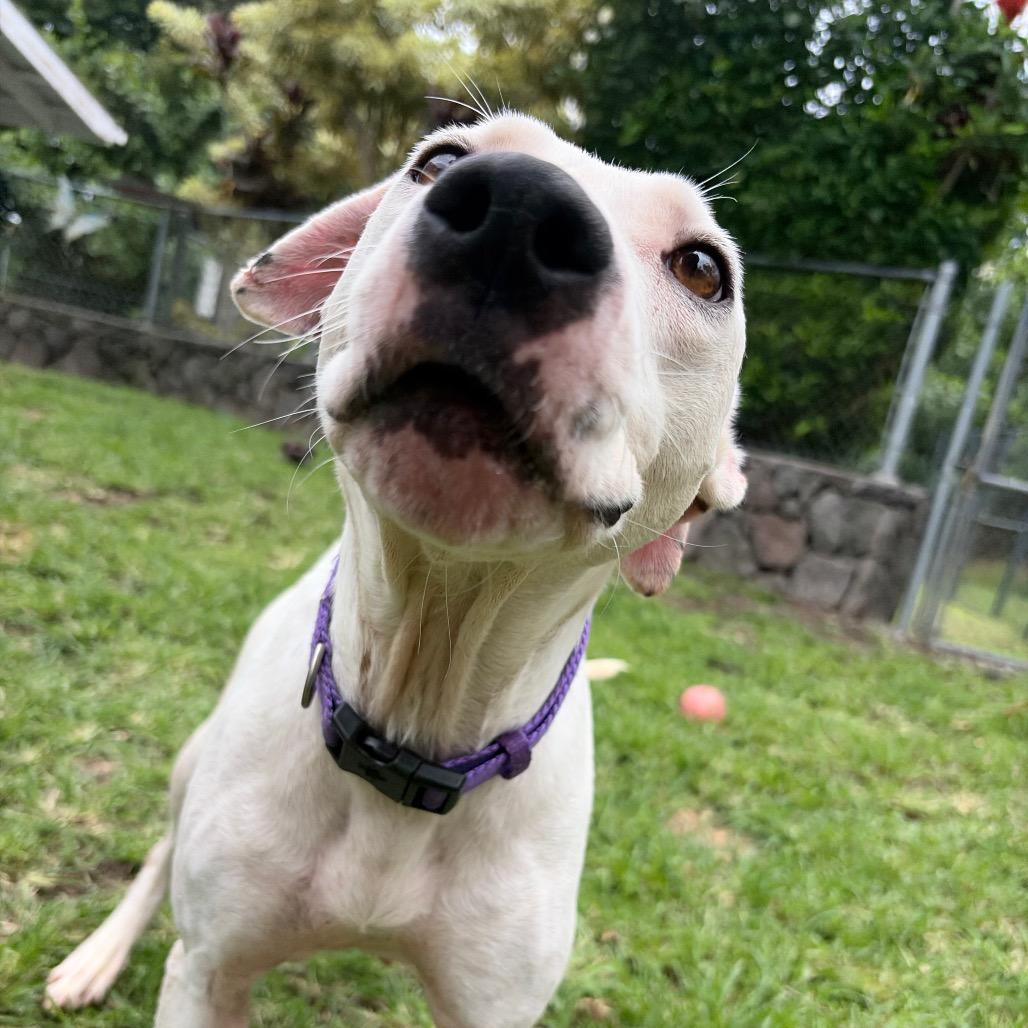Enlarge Keo, a Adoptable Mixed Breed in Keaau, HI image 5/5