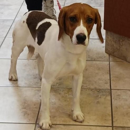 Lilly, Young Female Beagle