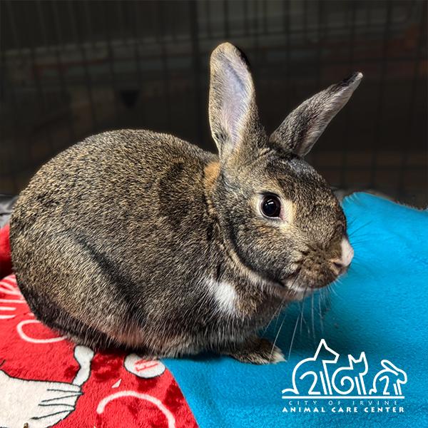 MUFFIN, Adoptable, Young Female Bunny Rabbit.