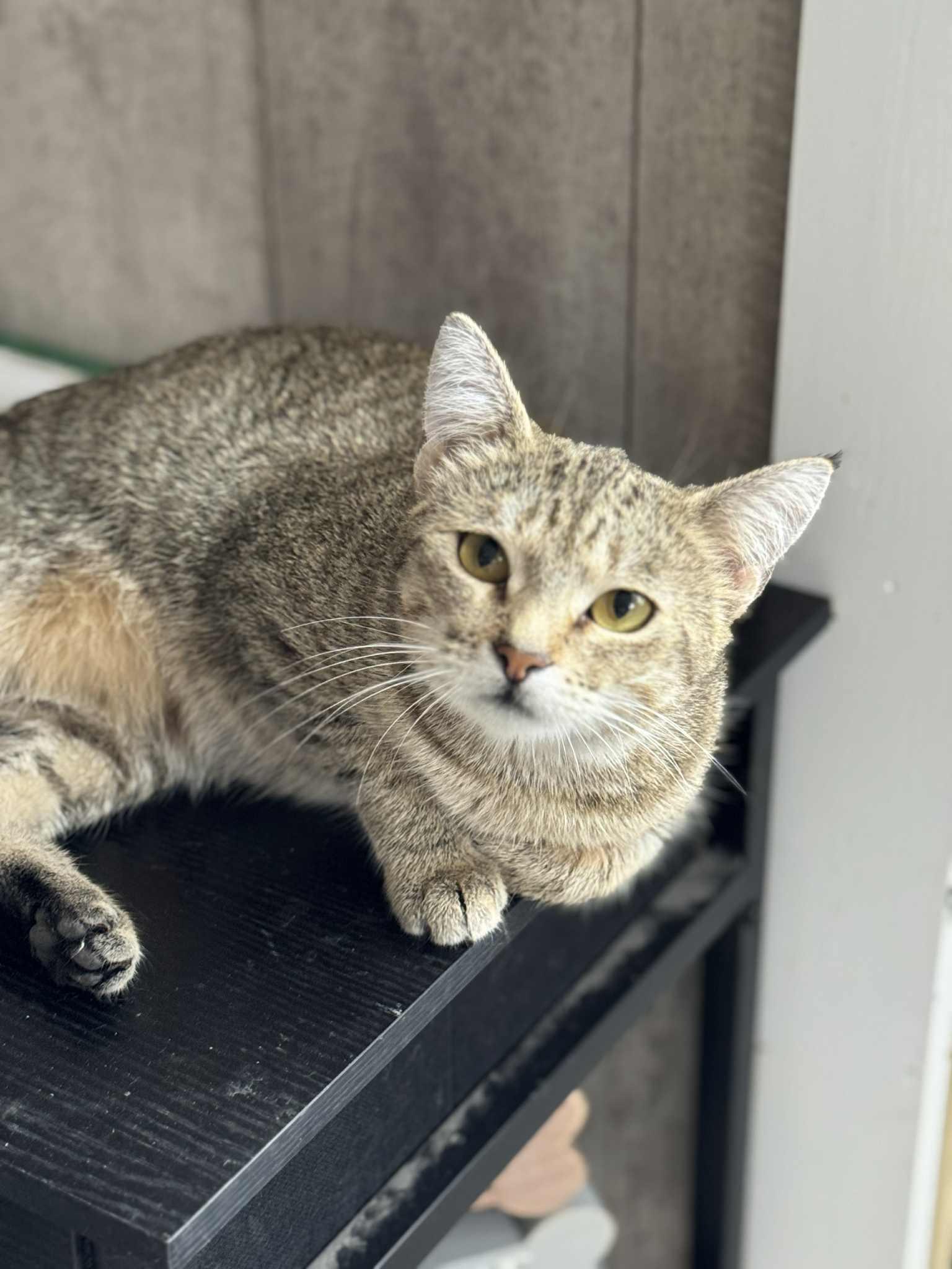 Cali, an adoptable Domestic Short Hair in Cando, ND, 58324 | Photo Image 1