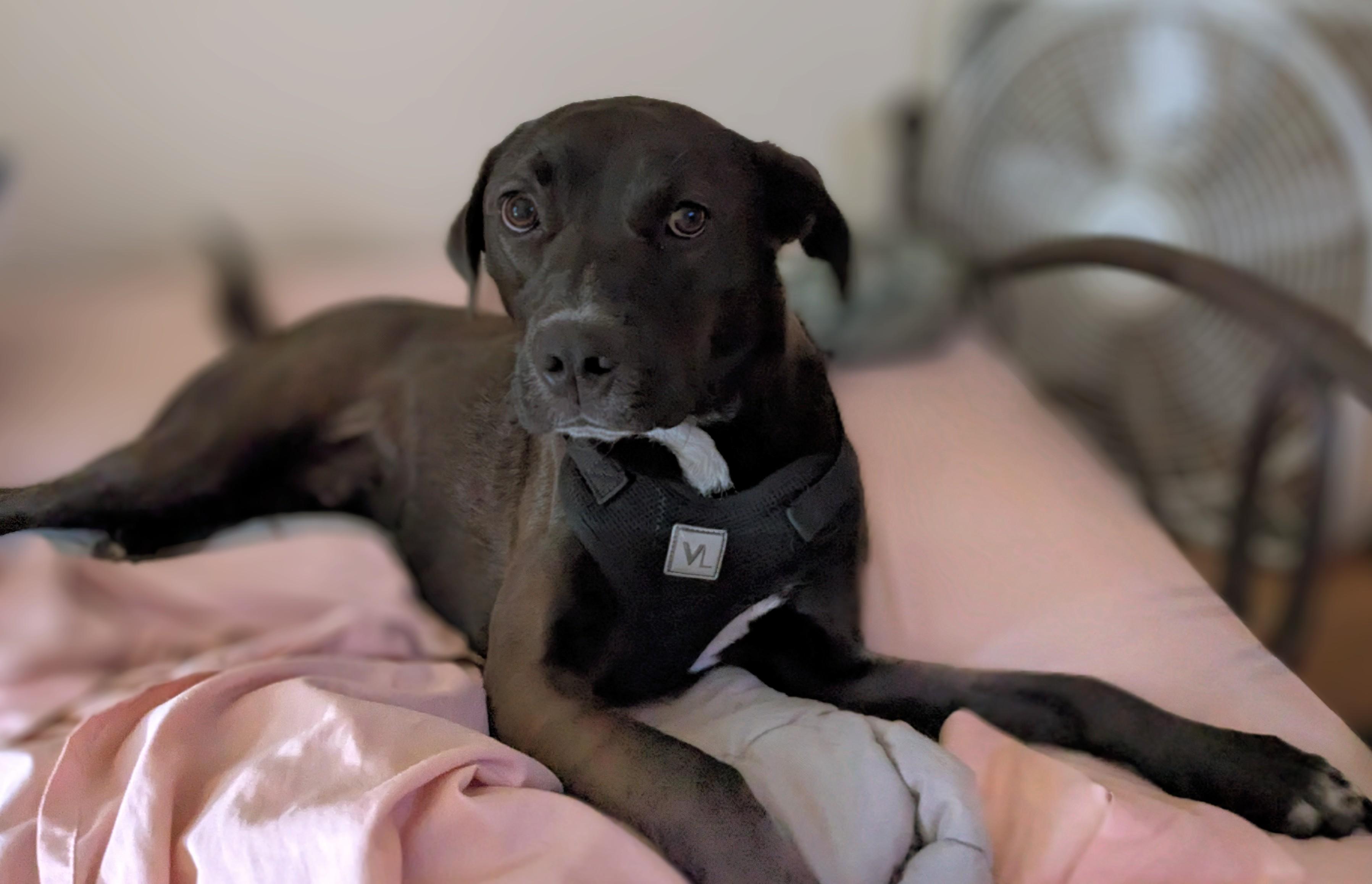 Milo, Adoptable, Adult Male Labrador Retriever.