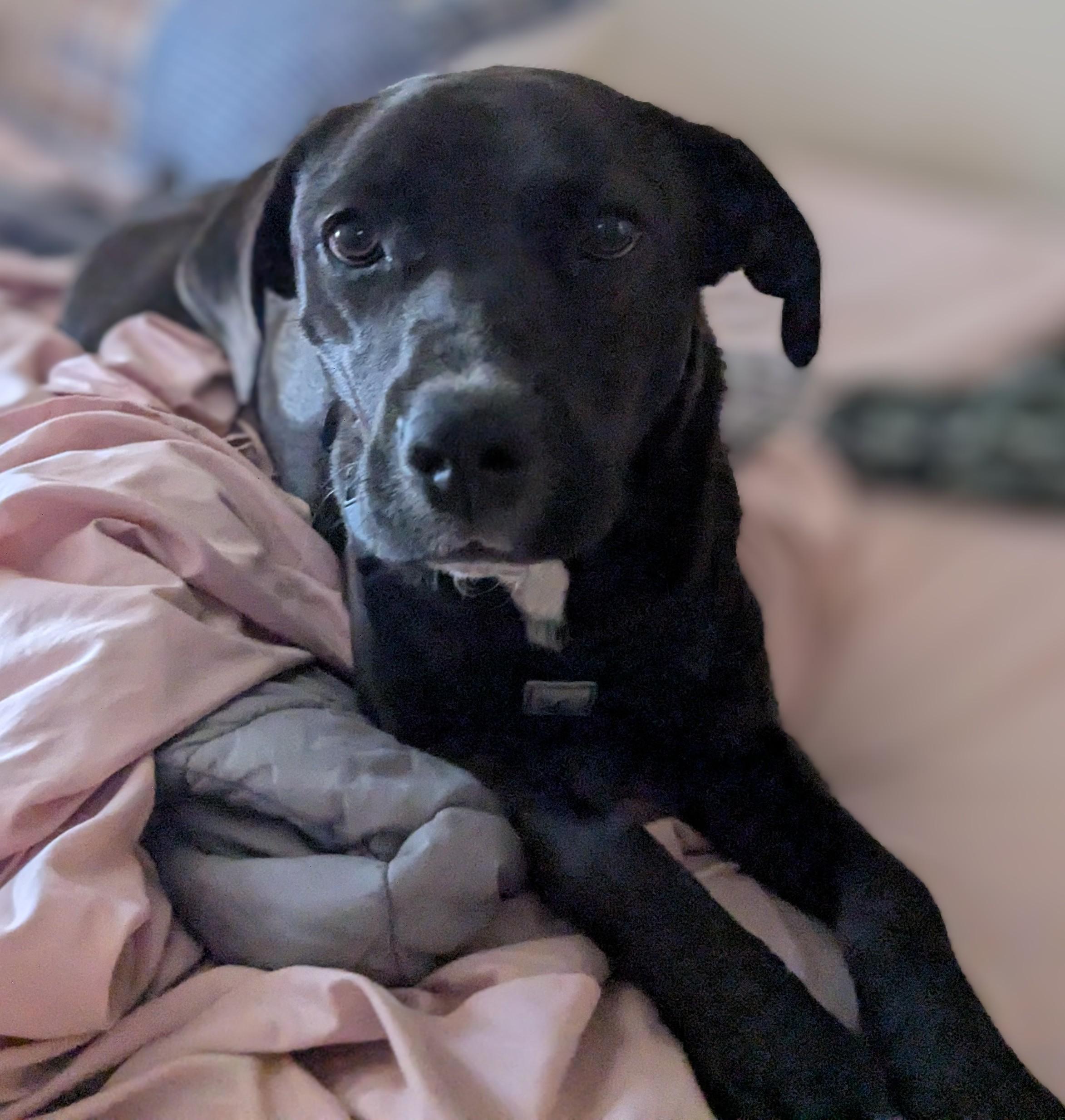 Milo, a Adoptable mixed breed in Joliet, IL image 2/3