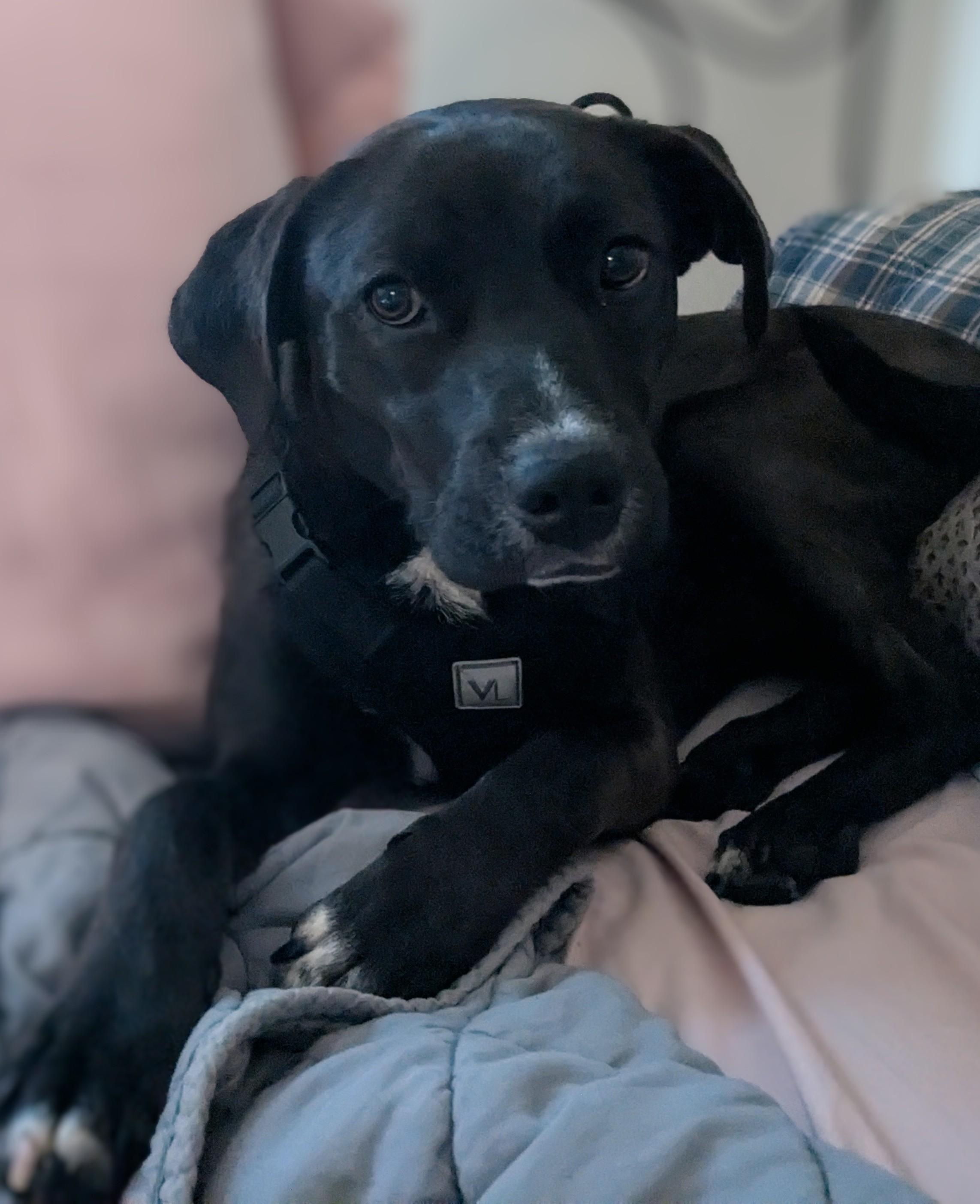 Milo, a Adoptable mixed breed in Joliet, IL image 3/3