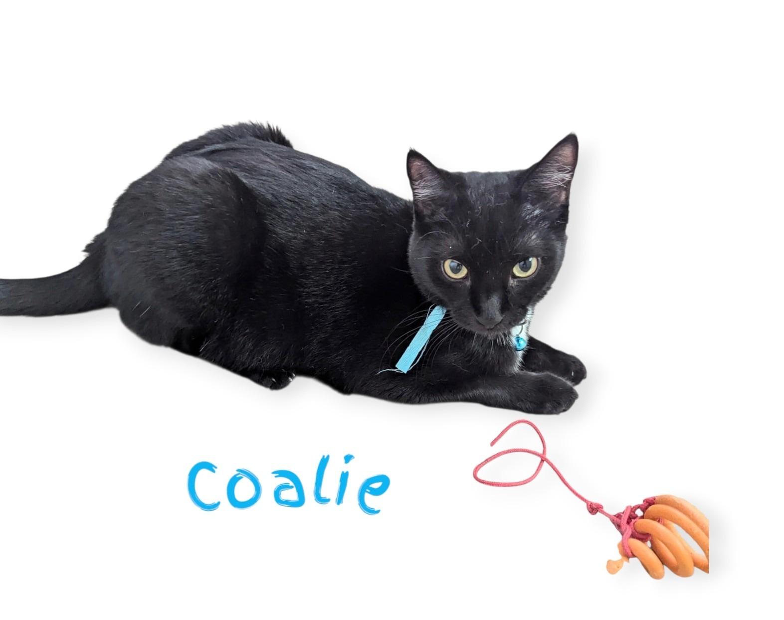 Enlarge Coalie, a Adoptable American Shorthair in Fort Myers Beach, FL image 5/5