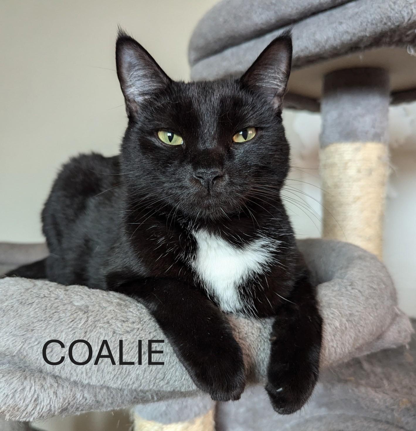 Enlarge Coalie, a Adoptable American Shorthair in Fort Myers Beach, FL image 1/5