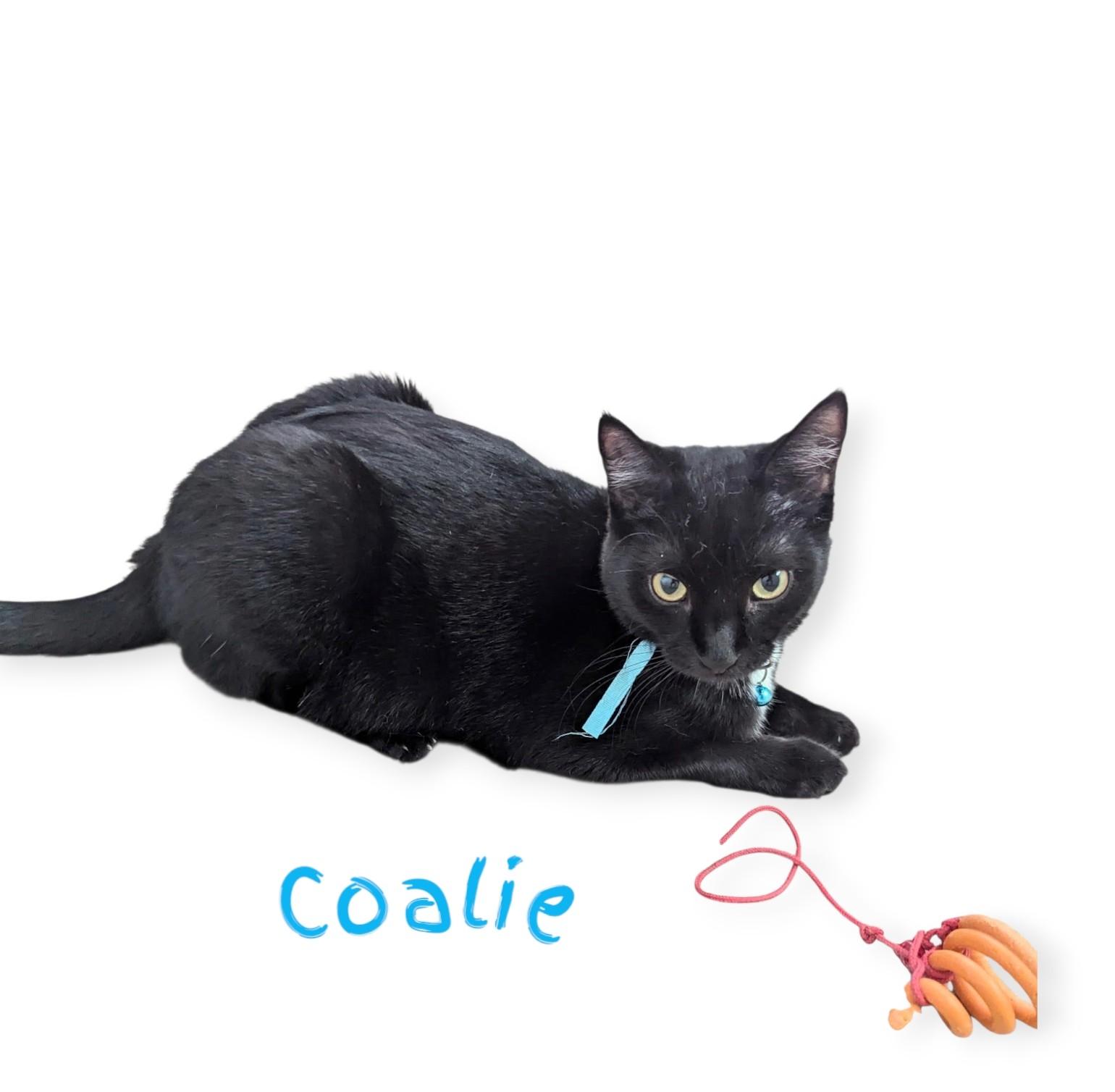 Enlarge Coalie, a Adoptable American Shorthair in Fort Myers Beach, FL image 3/5