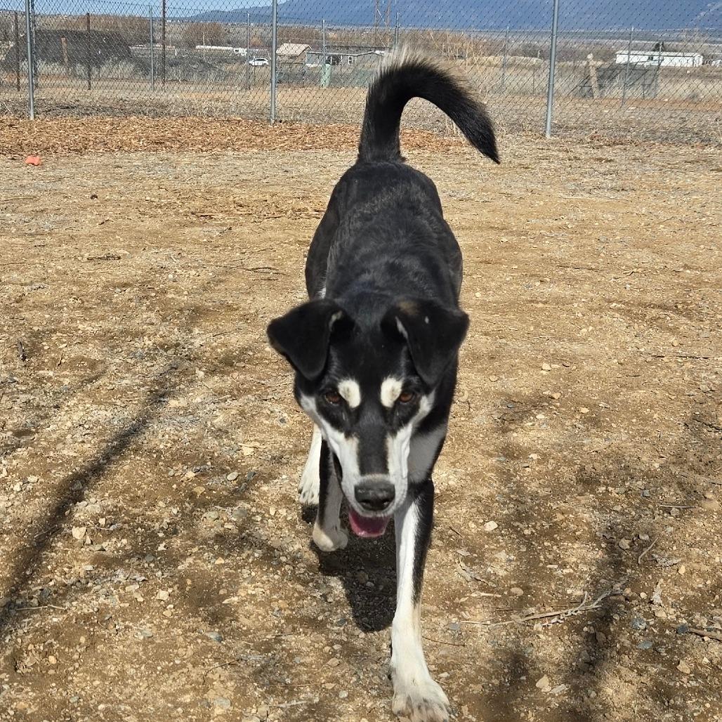 Maze, Adoptable, Young Female Mixed Breed.