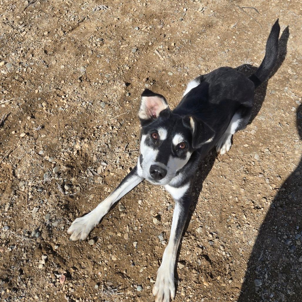 Enlarge Maze, a Adoptable Mixed Breed in Taos, NM image 2/6