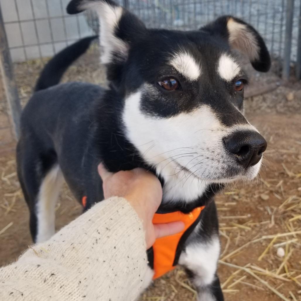 Enlarge Maze, a Adoptable Mixed Breed in Taos, NM image 1/1