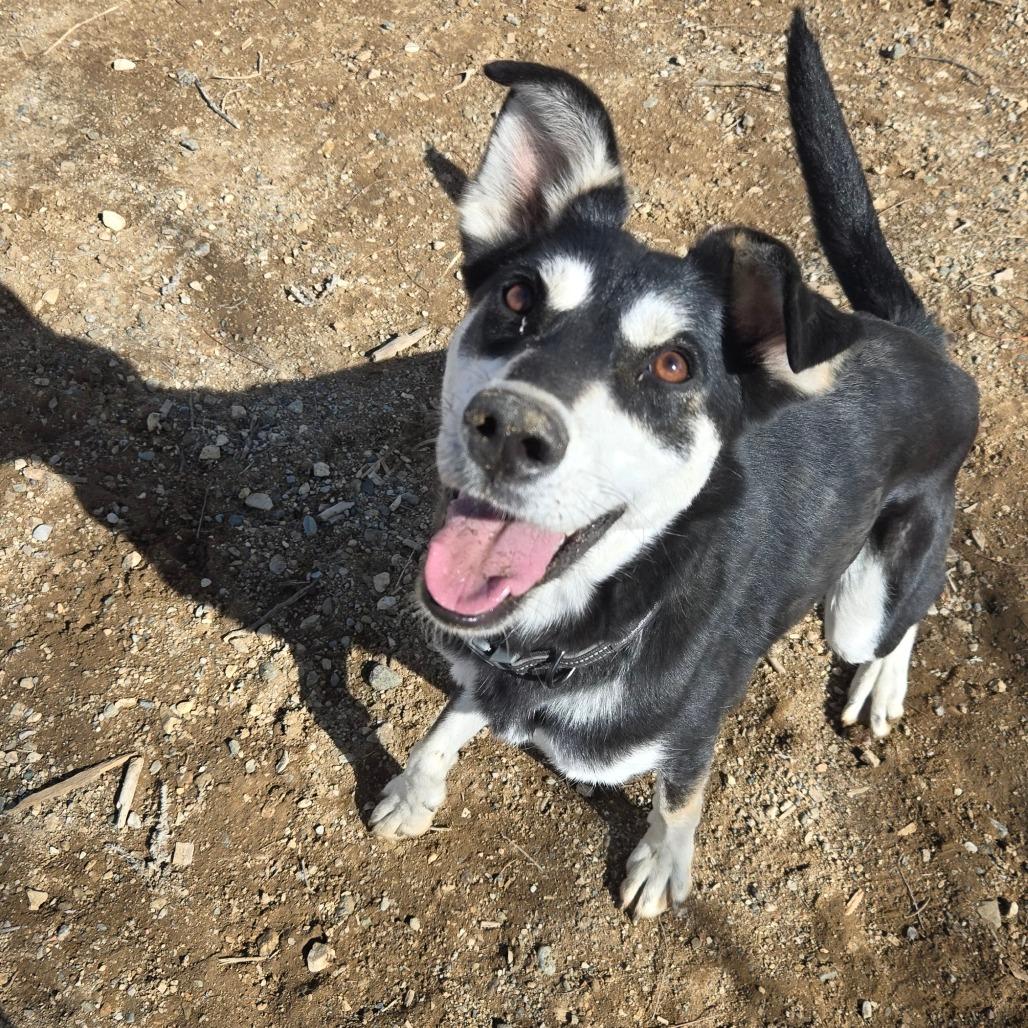 Enlarge Maze, a Adoptable Mixed Breed in Taos, NM image 4/6