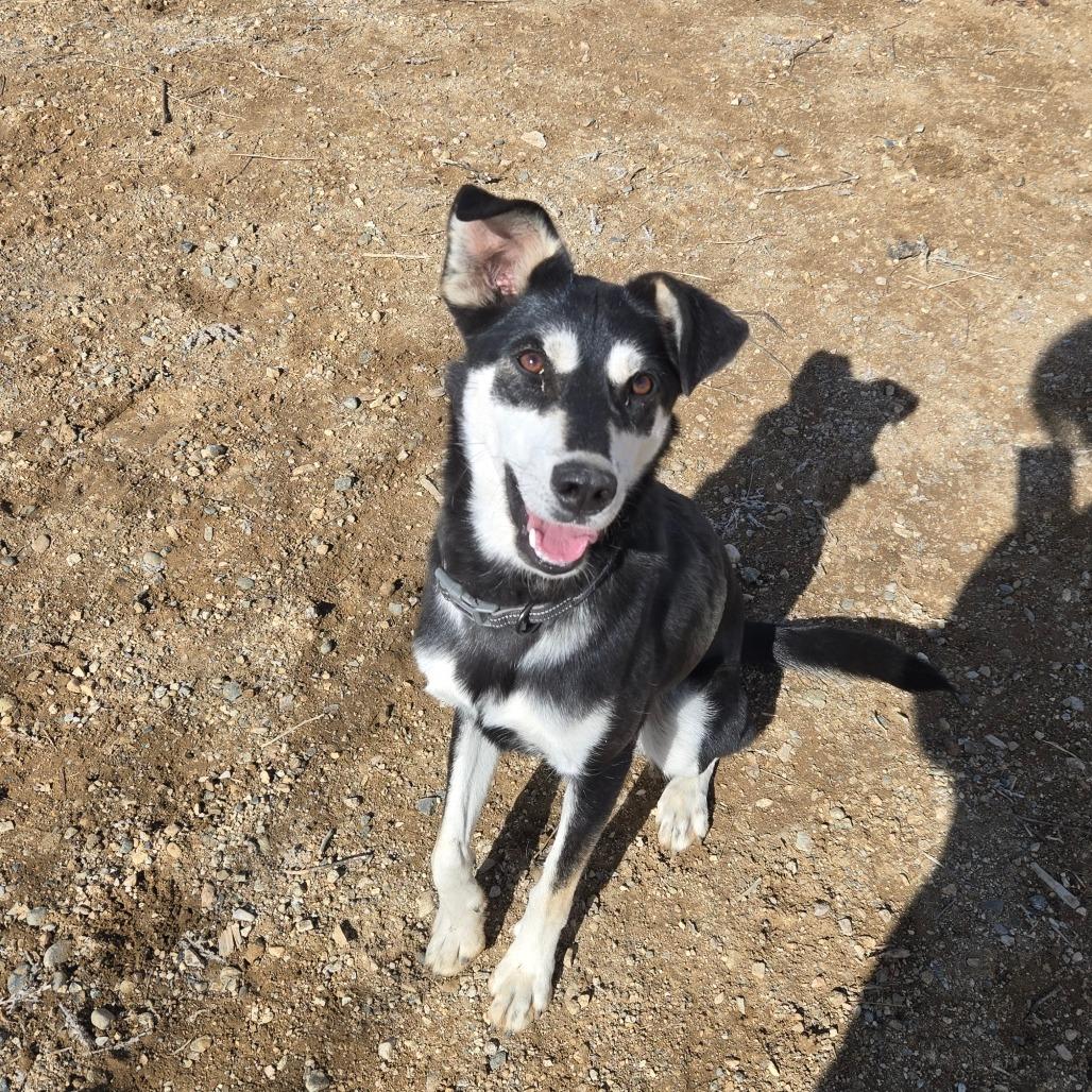 Enlarge Maze, a Adoptable Mixed Breed in Taos, NM image 5/6