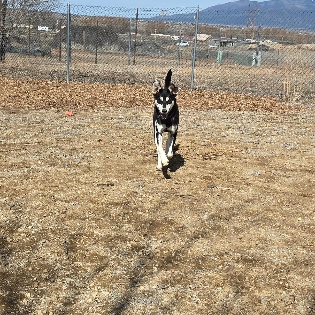 Enlarge Maze, a Adoptable Mixed Breed in Taos, NM image 6/6