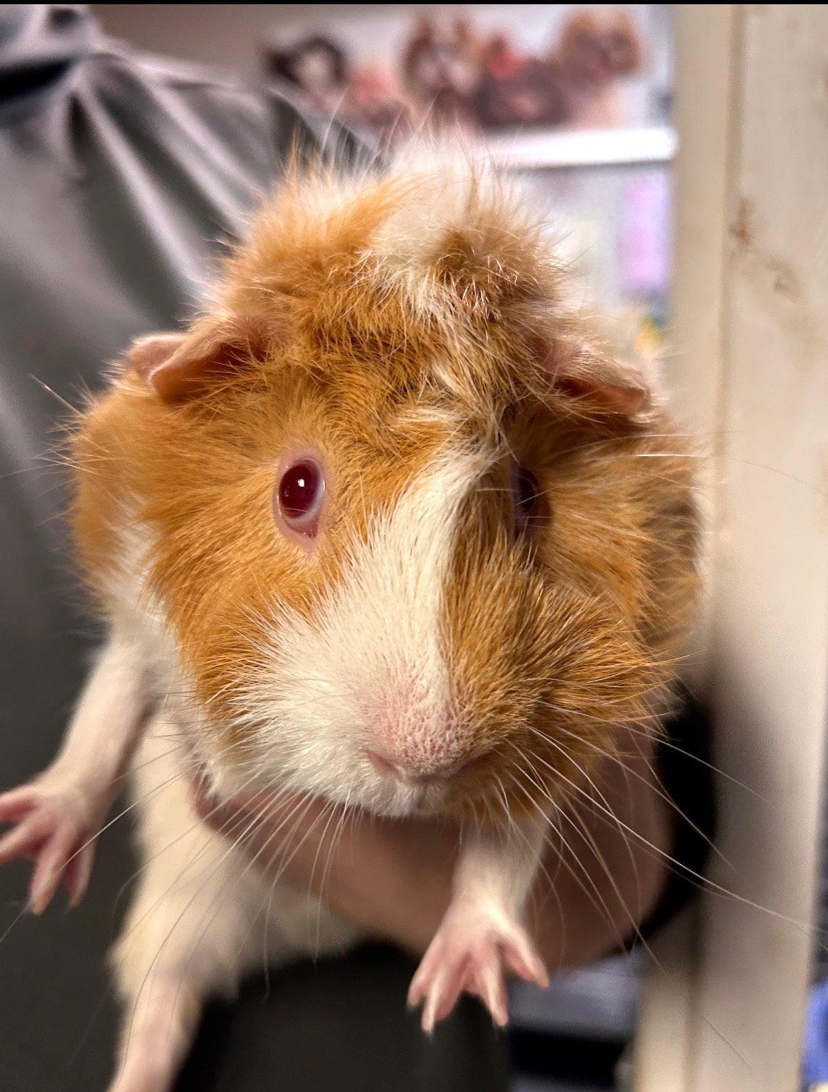 Enlarge Charles, a Adoptable Guinea Pig in Locust Grove, GA image 1/1